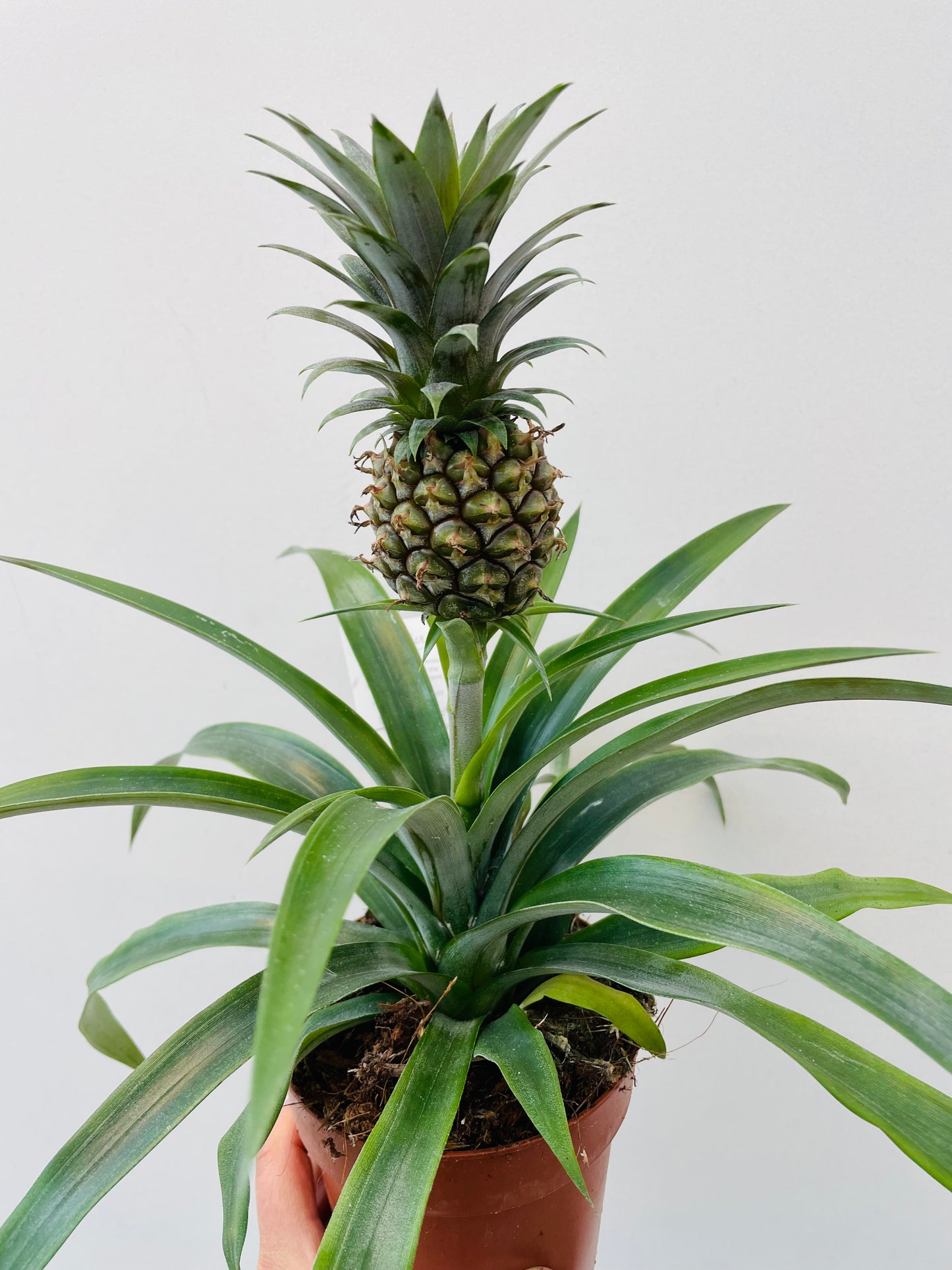 Ananas ‘Rosita’