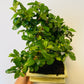 Bilde av Bonsai carmona retusa-Spanne Plantesalg