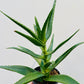 Bilde av Aloe mitriformis 12 cm potte-Spanne Plantesalg