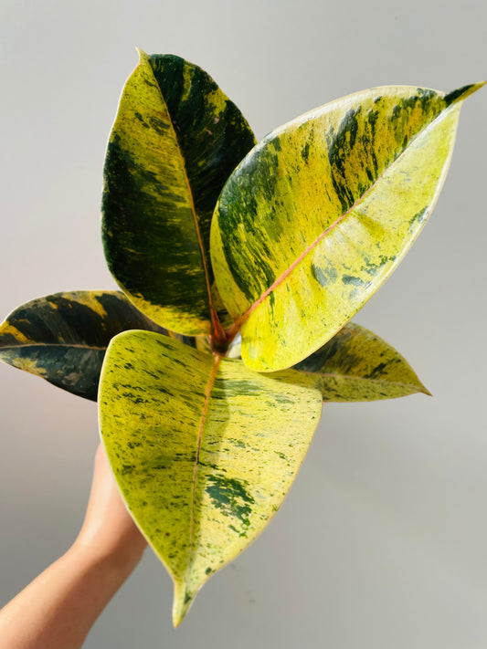 Bilde av Ficus elastica 'Shivereana' 9 cm potte-Spanne Plantesalg