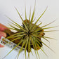 Bilde av Tillandsia på tre 3-Spanne Plantesalg