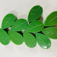 Bilde av Planteklips blad 10 stk.-Spanne Plantesalg