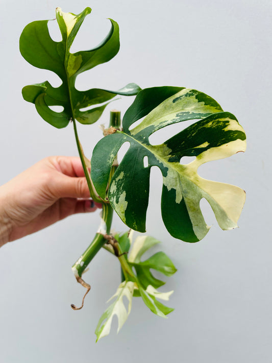 Bilde av Rhaphidophora tetrasperma variegata stikling-Spanne Plantesalg