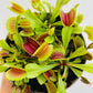 Bilde av Dionaea muscipula 12 cm potte-Spanne Plantesalg