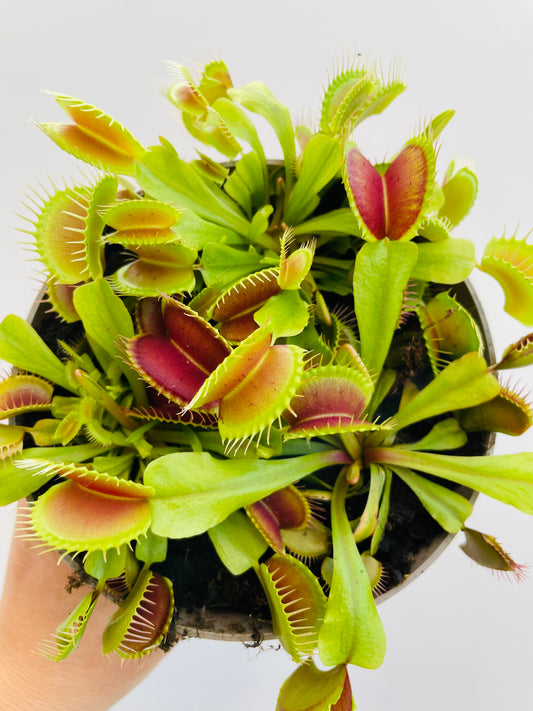 Bilde av Dionaea muscipula 12 cm potte-Spanne Plantesalg