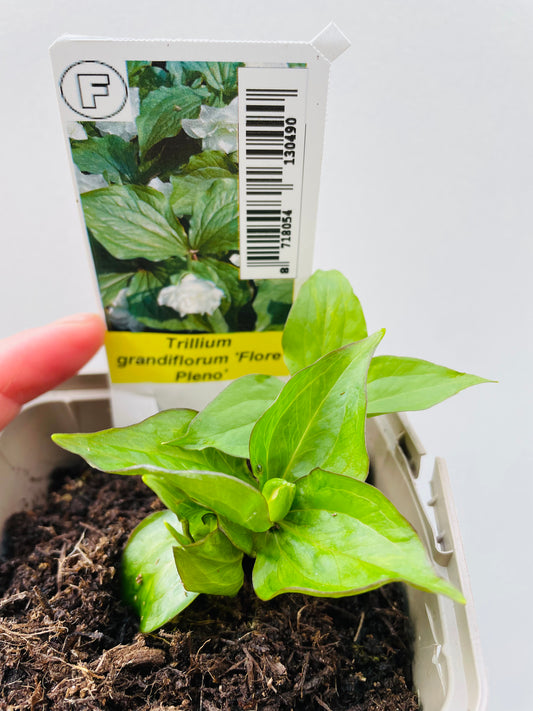 Bilde av Trillium grandiflorum ‘Flore Pleno’ 11 cm potte-Spanne Plantesalg