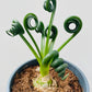 Bilde av Albuca spiralis ‘Frizzle Sizzle’ 12 cm potte-Spanne Plantesalg