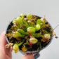 Bilde av Darlingtonia californica 8 cm potte-Spanne Plantesalg