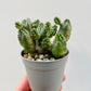 Bilde av Euphorbia pseudoglobosa 6 cm potte-Spanne Plantesalg