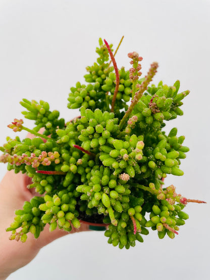 Rhipsalis mesembryanthemoides