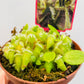 Cephalotus follicularis