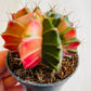 Bilde av GYMNOCALYCIUM MIHANOVICHI-Spanne Plantesalg