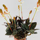 Bilde av Ludisia discolor 12 cm potte-Spanne Plantesalg