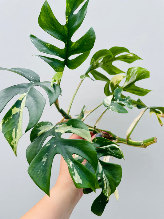 Bilde av Rhaphidophora tetrasperma variegata topp stikling 4-Spanne Plantesalg