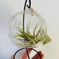 Bilde av Tillandsia i glasskule-Spanne Plantesalg