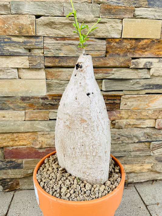 Bilde av Fockea edulis ‘South African Pride’-Spanne Plantesalg