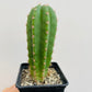 Bilde av Trichocereus sp. 1-Spanne Plantesalg