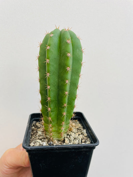 Bilde av Trichocereus sp. 1-Spanne Plantesalg