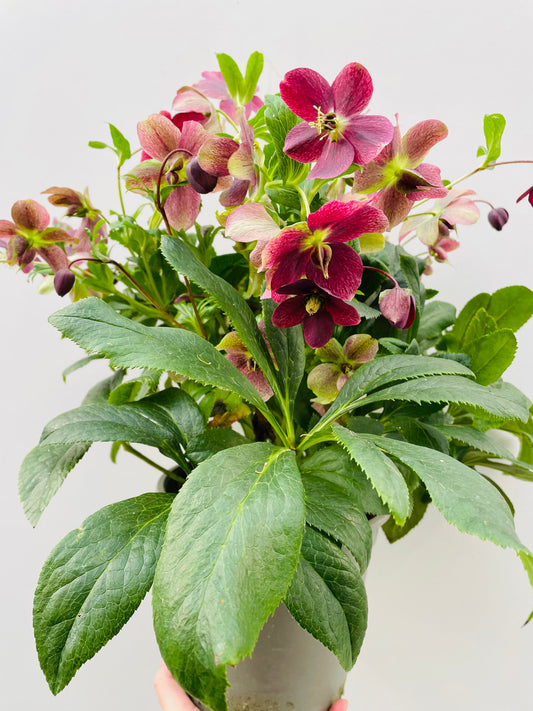 Bilde av Helleborus orientalis ViV Catharina-Spanne Plantesalg