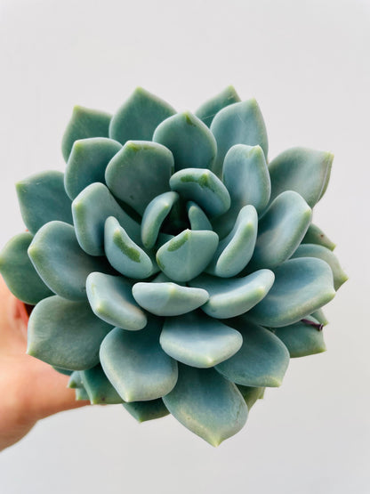 Pachyphytum ‘Corvus’