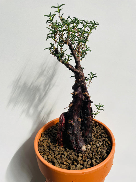 Bilde av Mestoklema tuberosum-Spanne Plantesalg