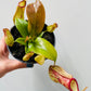 Bilde av Nepenthes 8 cm potte-Spanne Plantesalg