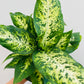 Bilde av Dieffenbachia maculata-Spanne Plantesalg