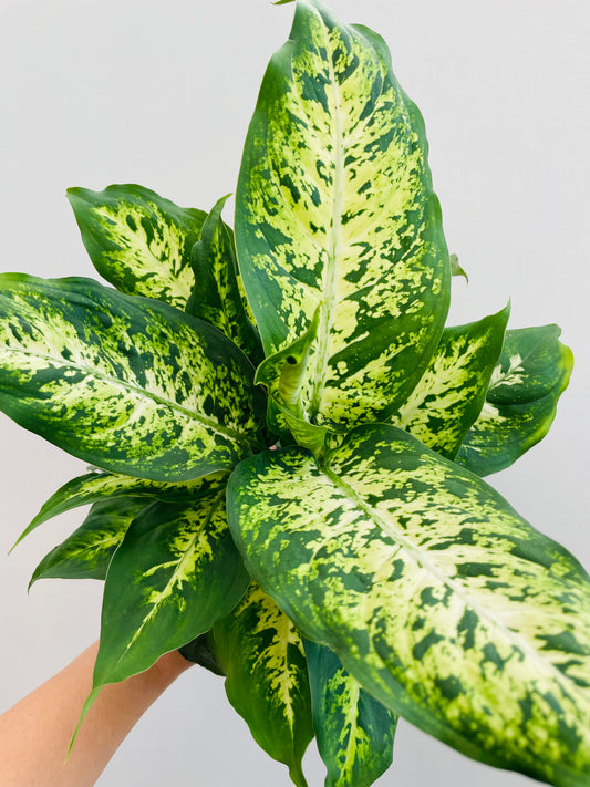 Bilde av Dieffenbachia maculata-Spanne Plantesalg