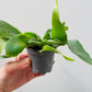 Bilde av Platycerium grande 6 cm potte-Spanne Plantesalg