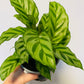 Bilde av Calathea ‘Freddie’-Spanne Plantesalg