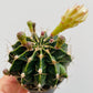 Bilde av Gymnocalycium mihanovichii-Spanne Plantesalg