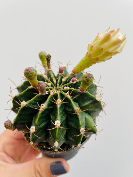 Bilde av Gymnocalycium mihanovichii-Spanne Plantesalg