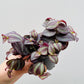 Bilde av Tradescantia zebrina purple-Spanne Plantesalg