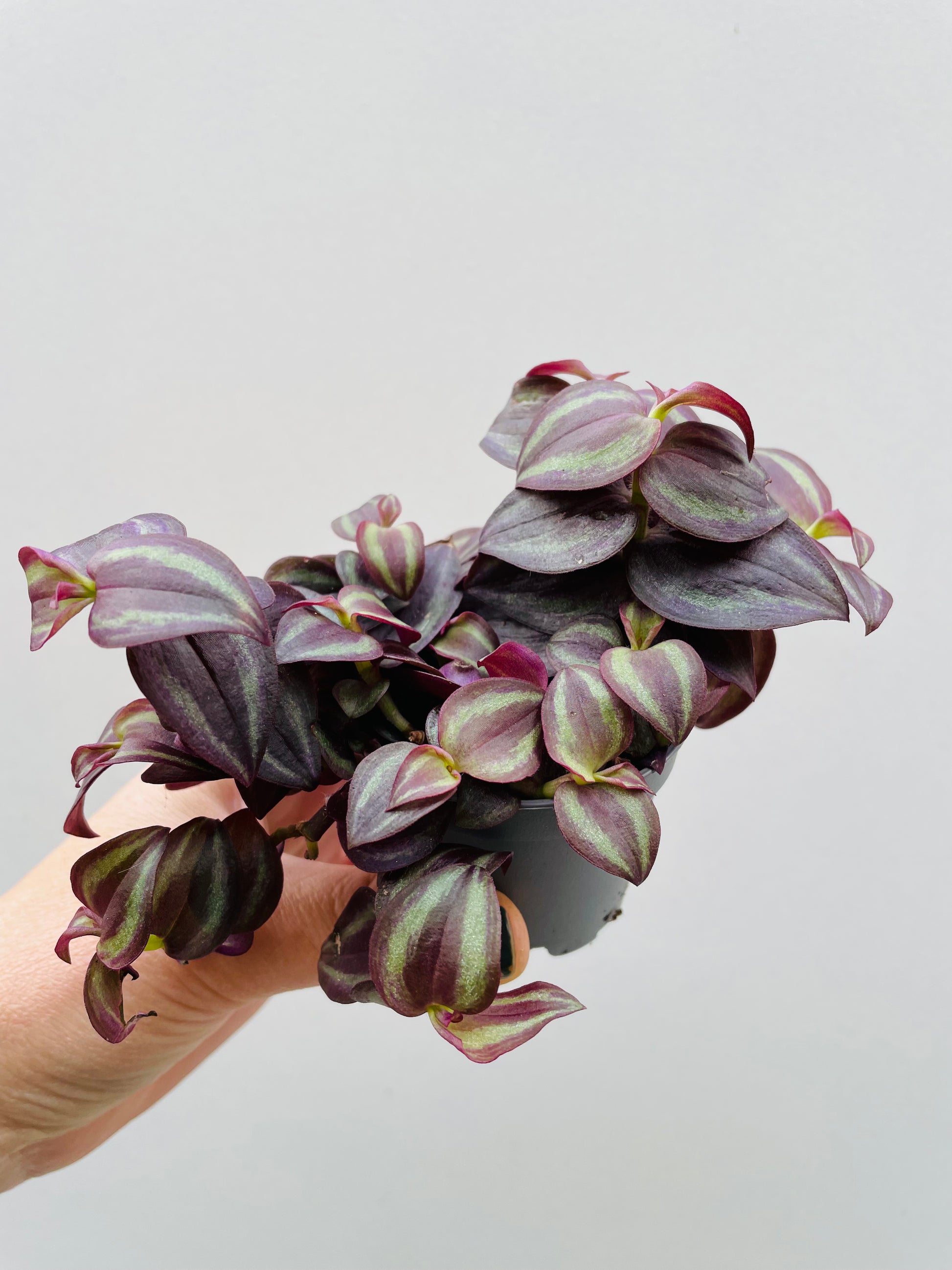 Bilde av Tradescantia zebrina purple-Spanne Plantesalg