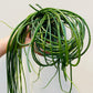 Bilde av Rhipsalis micrantha ‘Heidelberg’-Spanne Plantesalg