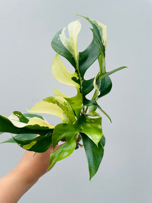 Bilde av Rhaphidophora tetrasperma variegata topp stikling 2-Spanne Plantesalg