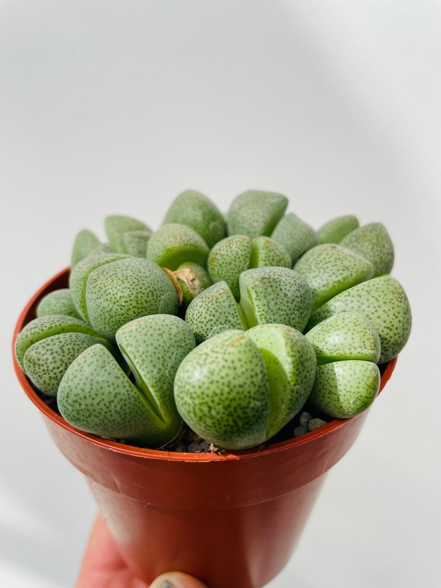 Pleiospilos nelii