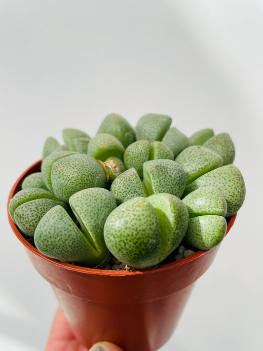 Pleiospilos nelii