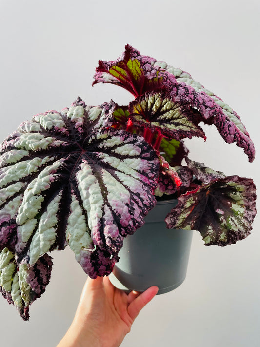 Begonia ‘Fireworks’