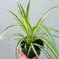 Bilde av Chlorophytum comosum variegata-Spanne Plantesalg