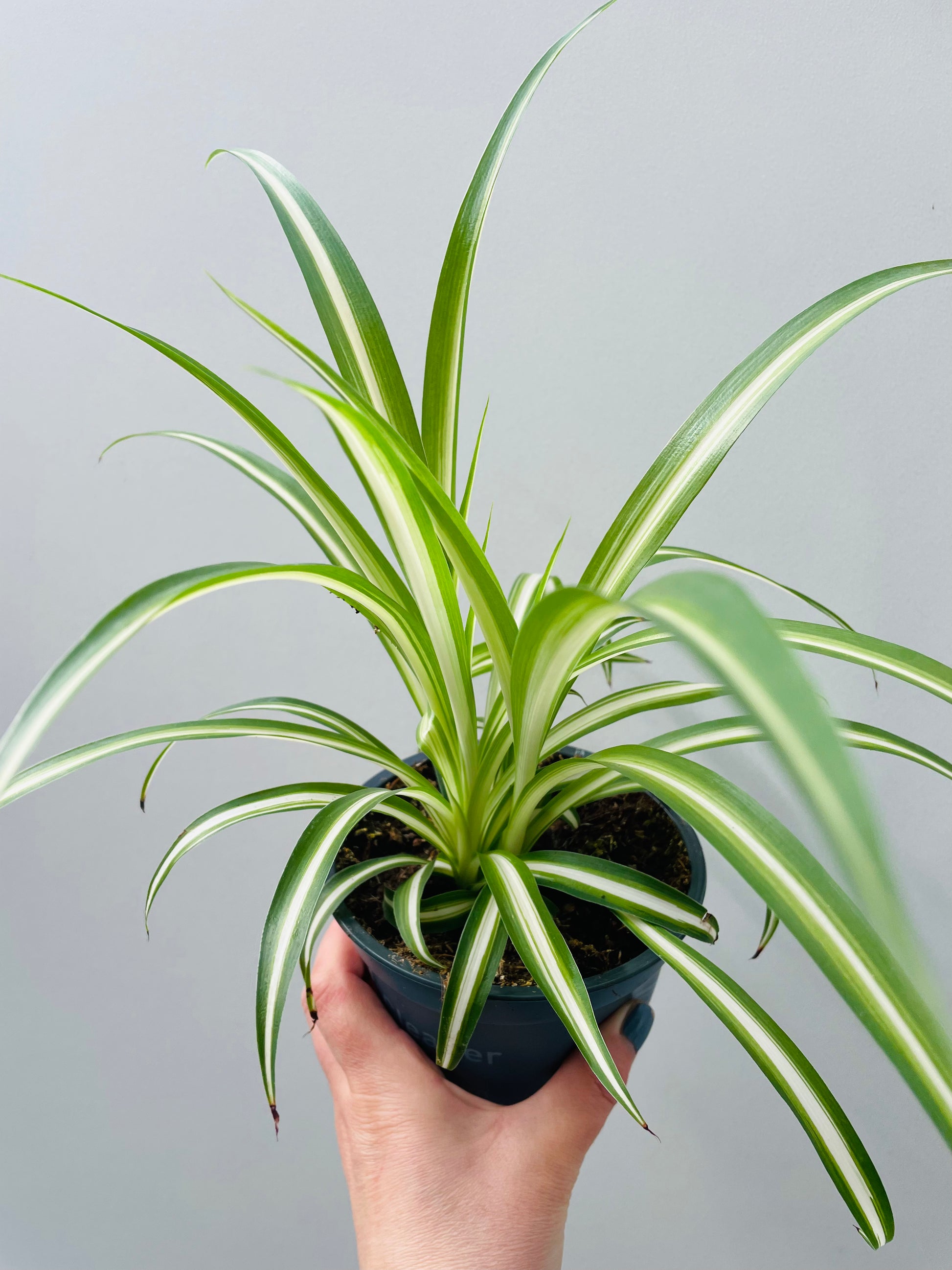 Bilde av Chlorophytum comosum variegata-Spanne Plantesalg