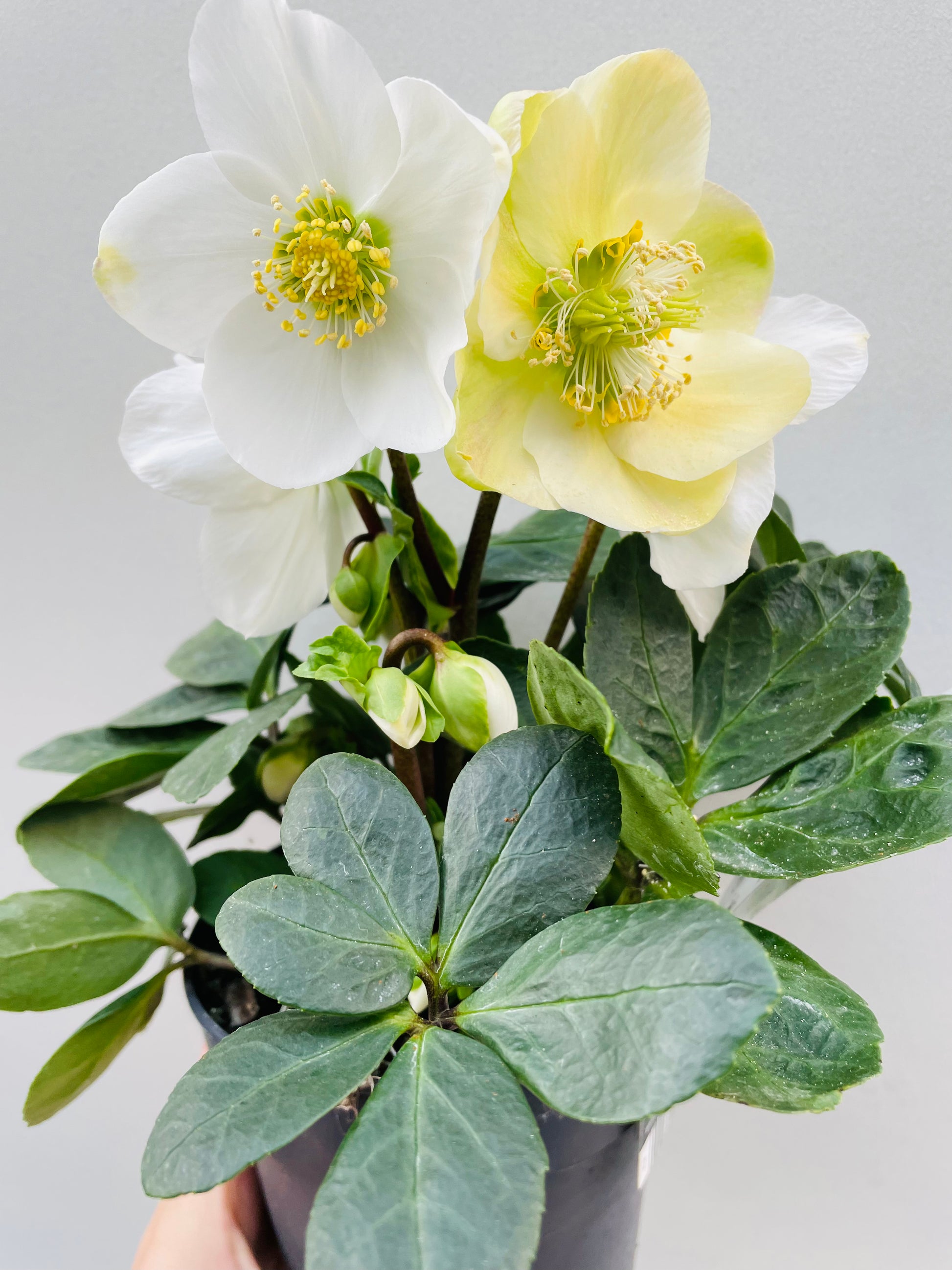 Bilde av Helleborus Christmas Carol-Spanne Plantesalg