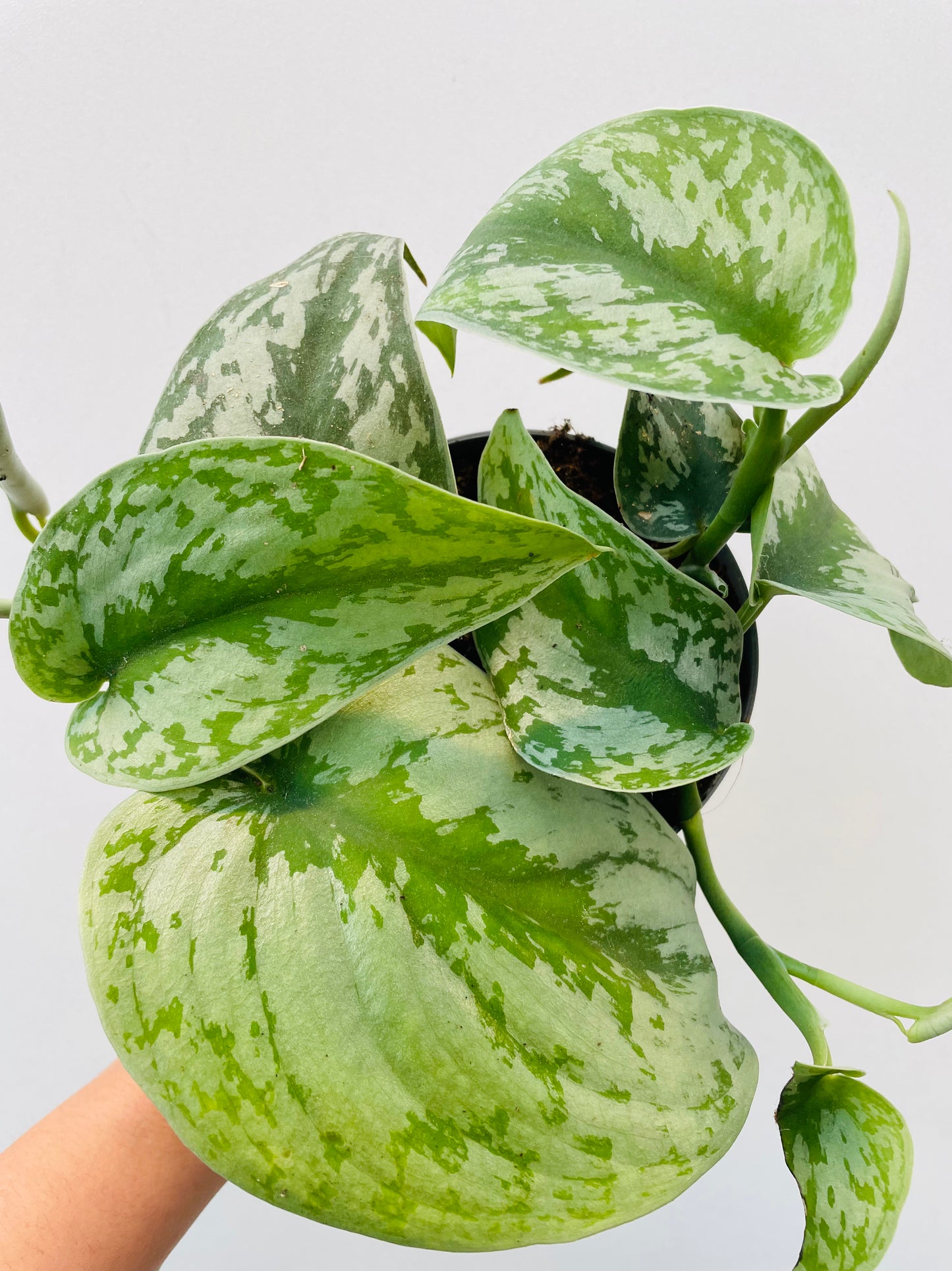 Scindapsus pictus 'Silver Splash'