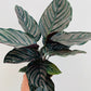 Bilde av Calathea ornata sanderiana-Spanne Plantesalg