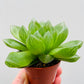 Bilde av Haworthia cooperi 5 cm potte-Spanne Plantesalg