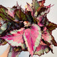 Bilde av Begonia rex ‘Spitfire’ 12 cm potte-Spanne Plantesalg