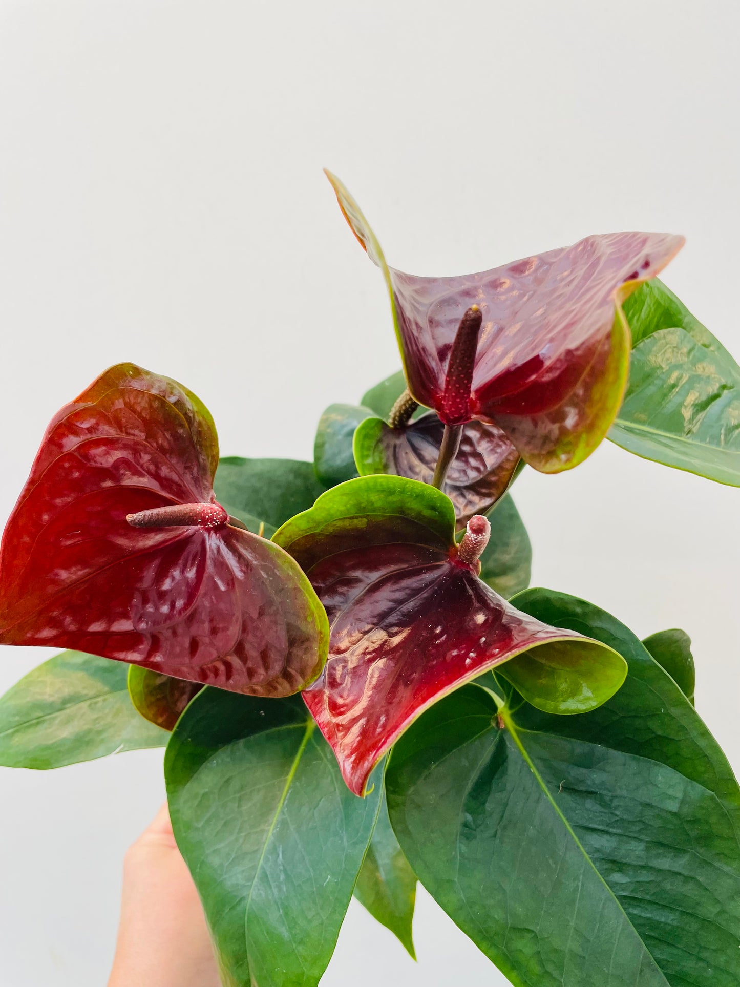 Anthurium ‘Karma Essencia’