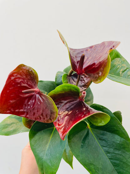 Anthurium ‘Karma Essencia’