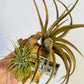 Bilde av Tillandsia på tre 2-Spanne Plantesalg