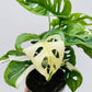 Bilde av Monstera adansonii albo variegata 12 cm potte-Spanne Plantesalg